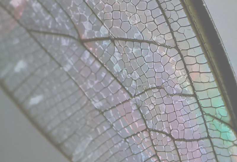 METAMORPHOSIS: DIE MULTISENSORISCHE REISE VON IRIS CERAMICA GROUP